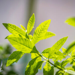 Feuilles de verveine citronnée - Cire et Parfum