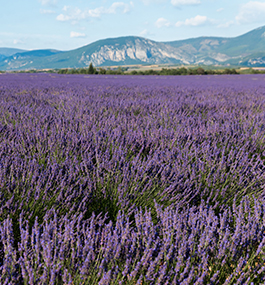 L'histoire de Cire et Parfum est héritée de la Drôme Provençale